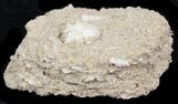 Eocene Fossil Gastropod (Athleta) - Damery, France #32439-2